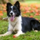 Border Collie: breed description and breeding