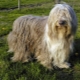 Bearded Collie: Breed Features, Feeding and Care