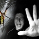 Fear of insects: causes, symptoms and treatment