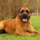 Boerboel: features of the breed and the rules for its maintenance