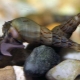 What and how to feed aquarium snails?
