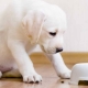 What and how to feed a puppy?