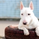 Why is bull terrier dangerous?