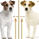 What is the difference between the Parson Russell Terrier and the Jack Russell Terrier?