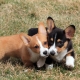 What is the difference between a welsh corgi cardigan and a welsh corgi pembroke?