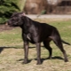Black pit bull: description and nuances of the content