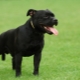 Black Staffordshire Terrier: what does it look like and how to care for it?