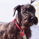Czech Terrier: breed characteristics, character, haircuts and content