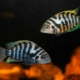 Black-striped cichlazoma: characteristics, features of care and breeding