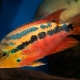 Salvini cichlazoma: description, care, breeding, compatibility