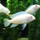Cichlid Snow Prince: description and rules of detention
