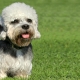 Dandy-dinmont terrier: breed features and dog grooming tips