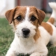 Jack Russell Terrier Brocken: features such as hair, dog care