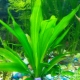 Echinodorus: description of an aquarium plant, types and contents
