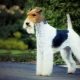 Fox Terrier: content rules and variety of nicknames