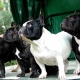 French Bulldog: all breed information