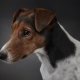Smooth Fox Terriers: how do they look and how to keep them?