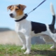 Smooth Jack Russell Terrier: appearance, character and rules of care