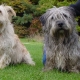 Glen of Imaal Terrier: Irish breed description and dog care