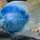 Blue parrot fish: description and recommendations for content