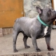 Blue French Bulldog: what does it look like and how to care for it?