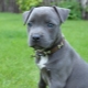 Blue Staffordshire Terrier: how does it look and how to care for it?