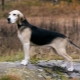 Hounds dogs: varieties of breeds, features of their content