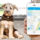 GPS trackers for dogs: why are they needed and how to choose them?