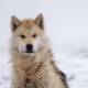 Greenland dogs: breed characteristics and content