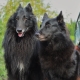 Groenendael: breed description and content
