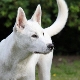 Canaan Dog: Breed Description and Content Tips