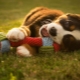 Toys for dogs: types and choices