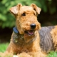 Irish Terrier: varieties, rules of care and feeding