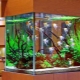 Artificial plants for the aquarium: application, pros and cons
