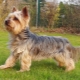History of Yorkshire Terrier