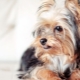 Yorkshire Terriers: breed standards, character, variety and content