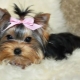 Yorkshire Terrier mini: breed description and content