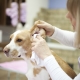 How to clean the dog’s ears at home?