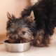 How and what to feed Yorkshire terriers?