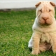 How and what to feed sharpei?