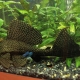 How and how to feed catfish in an aquarium?