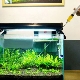 How and from what you can make fertilizers for aquarium plants with your own hands?