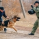 How to train a dog team Fas?