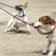 How to wean a dog pull a leash?