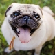 How to choose a muzzle for a pug?