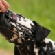 How to train a dog to a muzzle?