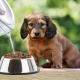 How to soak dry puppy food?