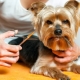 How to care for the Yorkshire Terrier?