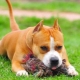 How to educate and train the Staffordshire Terrier?