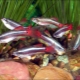 Cardinal: keeping and caring for aquarium fish